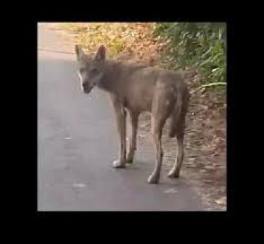 Un lupo