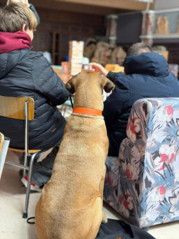 Pet Therapy con Yoghi e Marley
