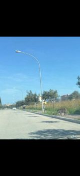 I cinghiali ripresi lungo la Circonvallazione Histoniene