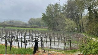 Un vigneto alluvionato