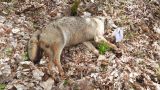 Uno dei lupi trovati morti