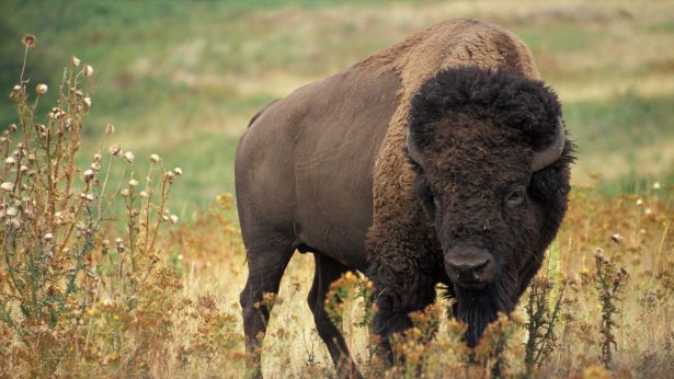 Un bisonte americano
