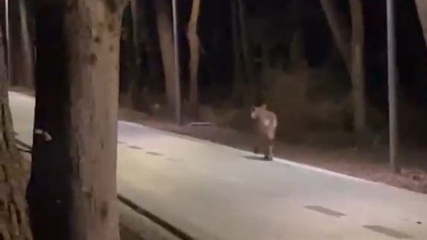 Un lupo lungo la pista ciclabile