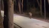 Un lupo lungo la pista ciclabile