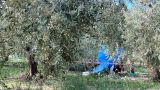 Vasto: i resti del piccolo aereo tra gli alberi di olivo