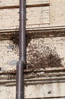 Vasto: migliaia di api sulla facciata di Palazzo Palmieri
