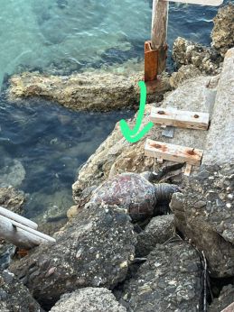 La tartaruga finita sulla scogliera