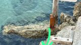 La tartaruga finita sulla scogliera