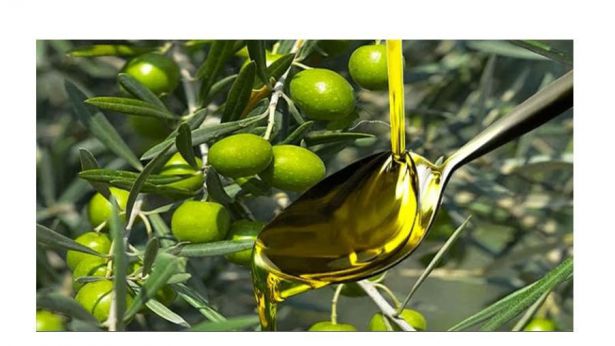 Olive e olio