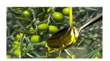 Olive e olio