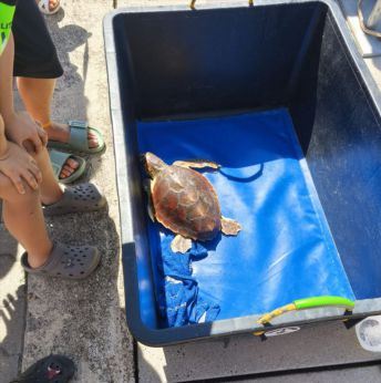 La tartaruga rimessa in mare a Pescara