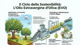 Il ciclo per la produzione dell'olio di oliva