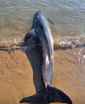 San salvo: il delfino spiaggiato rinvenuto lungo il litorale