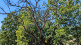 Albero monumentale