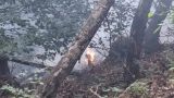 Bosco a fuoco a Collelongo