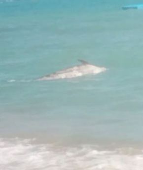 Il delfino morto