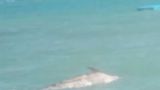 Il delfino morto