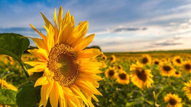 Girasole