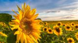 Girasole