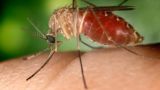 La zanzara West Nile