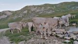 Bovini al pascolo in montagna