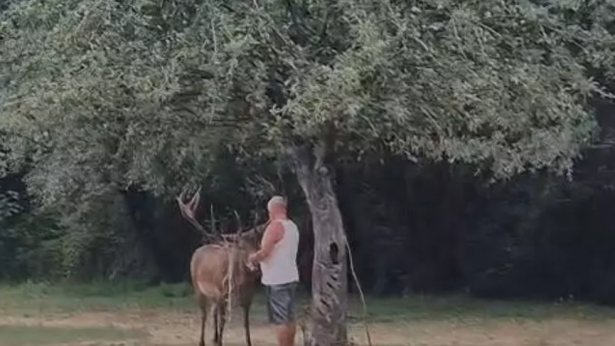 Un cervo vicino ad un turista