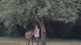 Un cervo vicino ad un turista