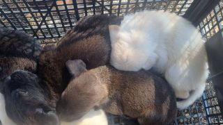 Cupello: i cuccioli abbandonati