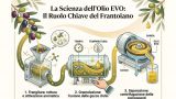 OLIO EVO: IL CICLO DELLA LAVORAZIONE